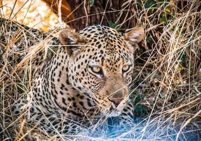 Rovos Rail Madikwe Leoparden bei Safari