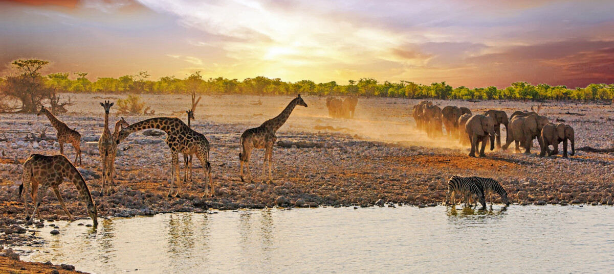 Giraffen an einem Wasserloch bei Abenddämmerung in Namibia